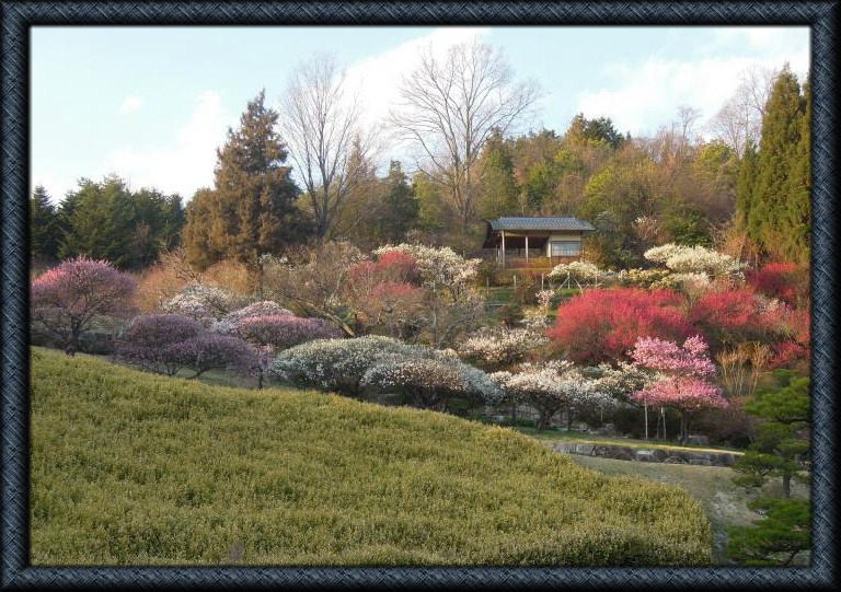 ２月 ２４(土) ～４月 ７（日）◆　梅としだれ桜の春まつり